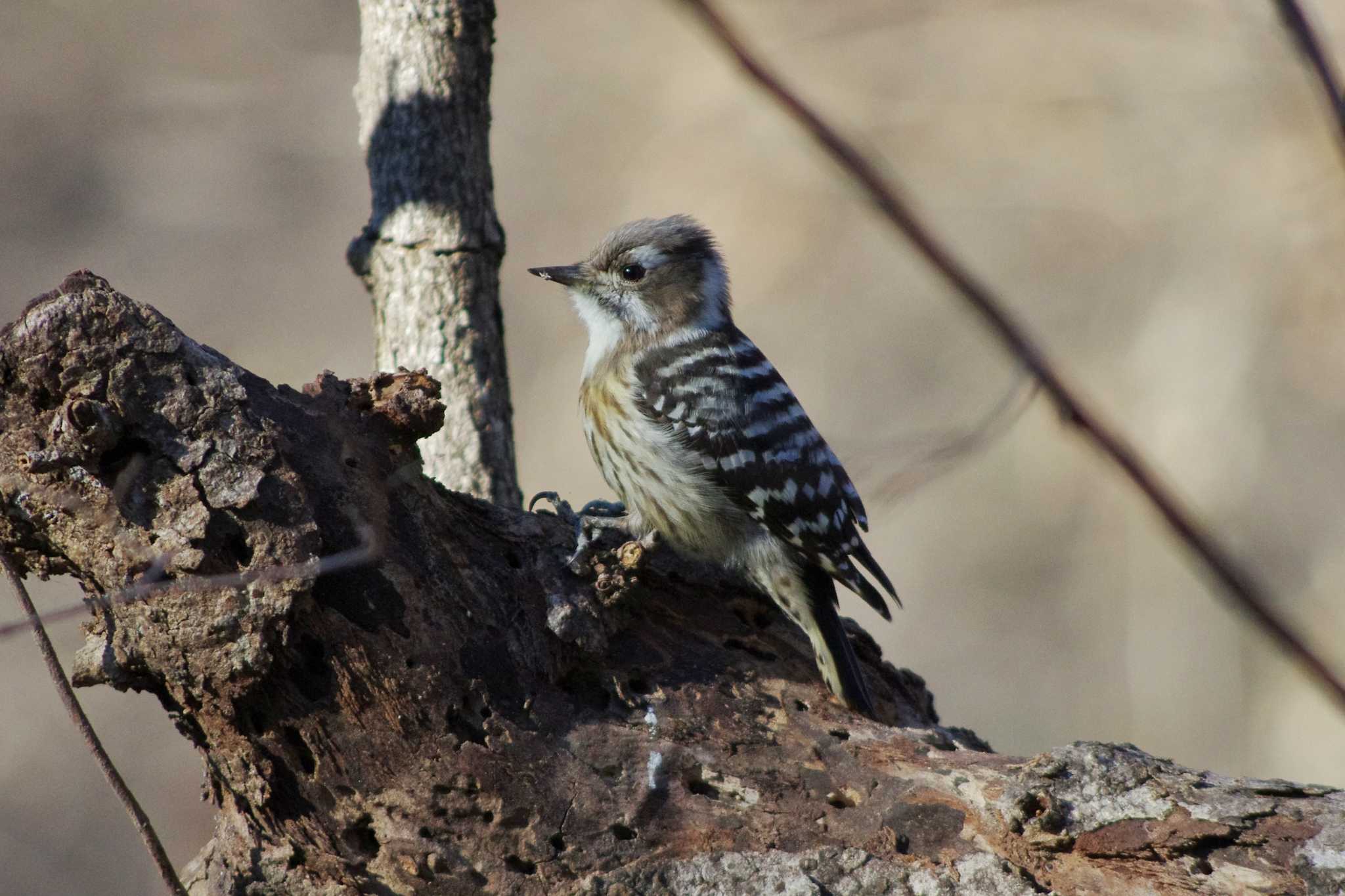 Japanese Pygmy Woodpecker