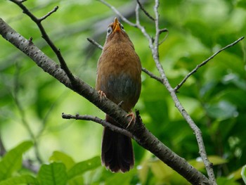 Chinese Hwamei 横浜市立金沢自然公園 Mon, 5/6/2024