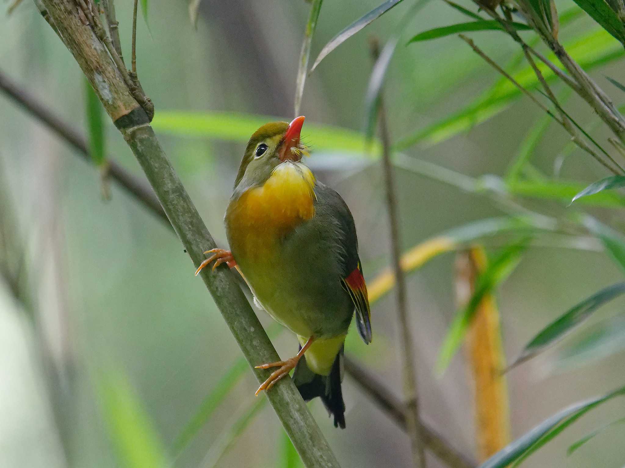 Photo of Red-billed Leiothrix at 氷取沢市民の森 by しおまつ