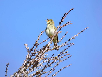 Japanese Leaf Warbler Okuniwaso(Mt. Fuji) Sat, 5/4/2024