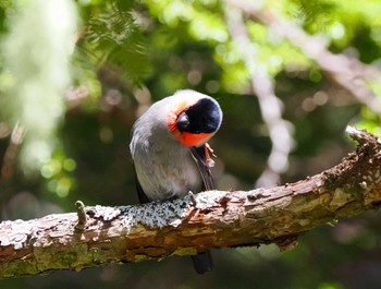 Eurasian Bullfinch Okuniwaso(Mt. Fuji) Sat, 5/4/2024