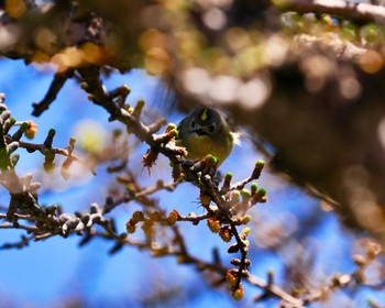 Goldcrest Okuniwaso(Mt. Fuji) Sat, 5/4/2024