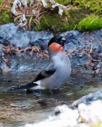 Eurasian Bullfinch Okuniwaso(Mt. Fuji) Sat, 5/4/2024