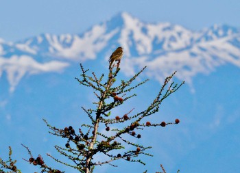 Olive-backed Pipit Okuniwaso(Mt. Fuji) Sat, 5/4/2024