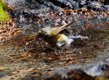 Red-flanked Bluetail Okuniwaso(Mt. Fuji) Sat, 5/4/2024