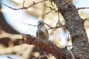 Japanese Pygmy Woodpecker Akigase Park Thu, 1/3/2019