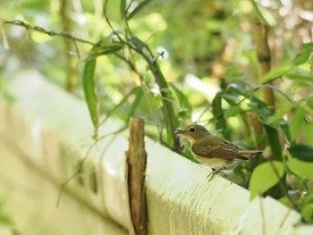 Narcissus Flycatcher 清水寺 Sun, 5/5/2024