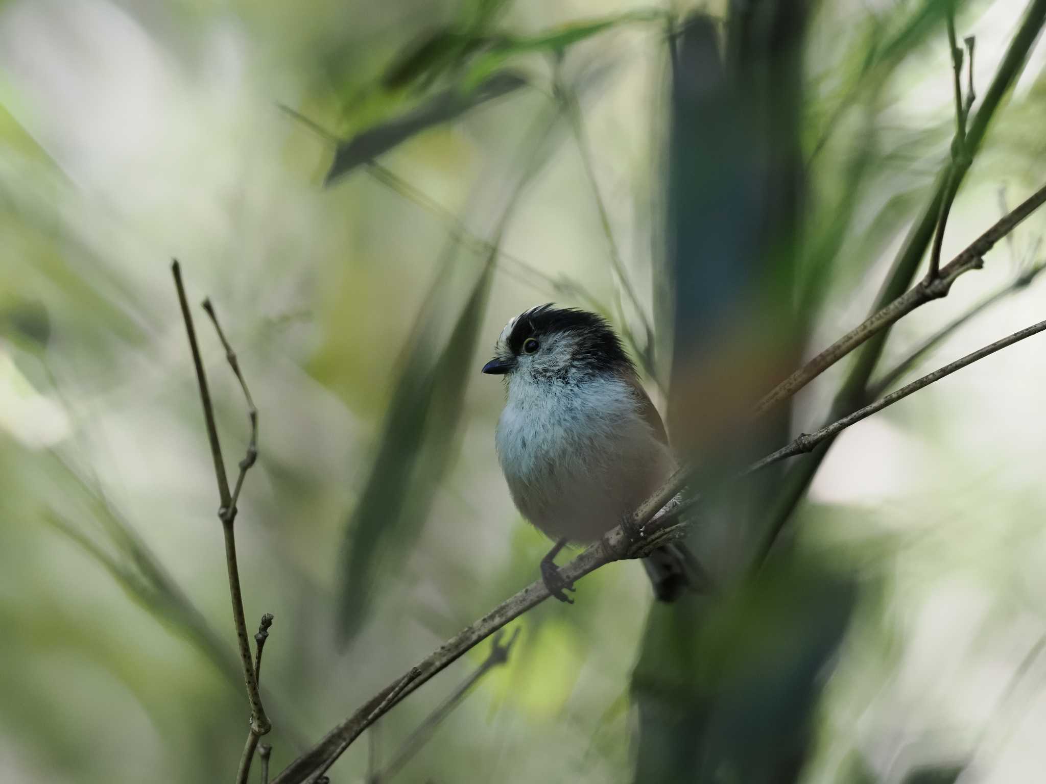 Photo of Long-tailed Tit at 清水寺 by 石雅