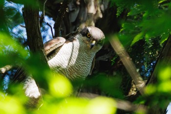 Eurasian Goshawk Inokashira Park Sun, 5/5/2024