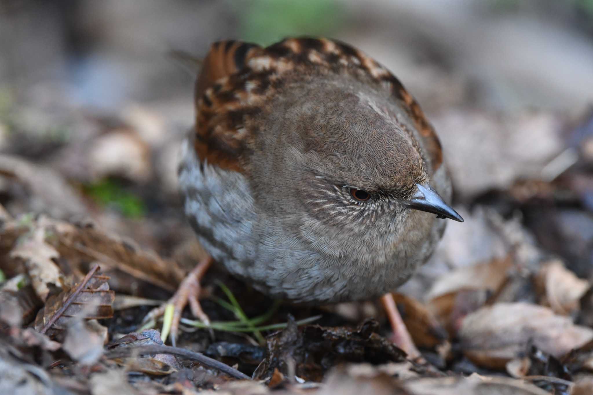 Japanese Accentor