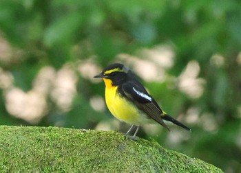 Narcissus Flycatcher 多摩地区 Fri, 5/3/2024