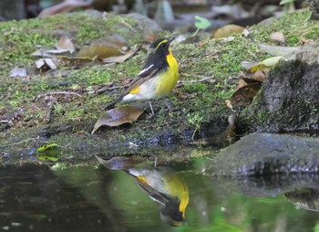 Narcissus Flycatcher 多摩地区 Fri, 5/3/2024