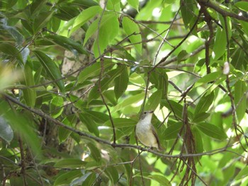 2024年5月3日(金) 春日山原始林の野鳥観察記録