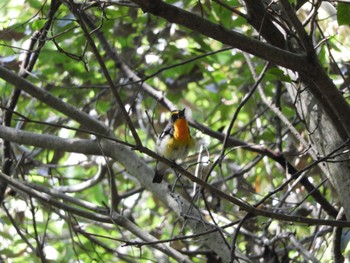 Narcissus Flycatcher 春日山原始林 Fri, 5/3/2024