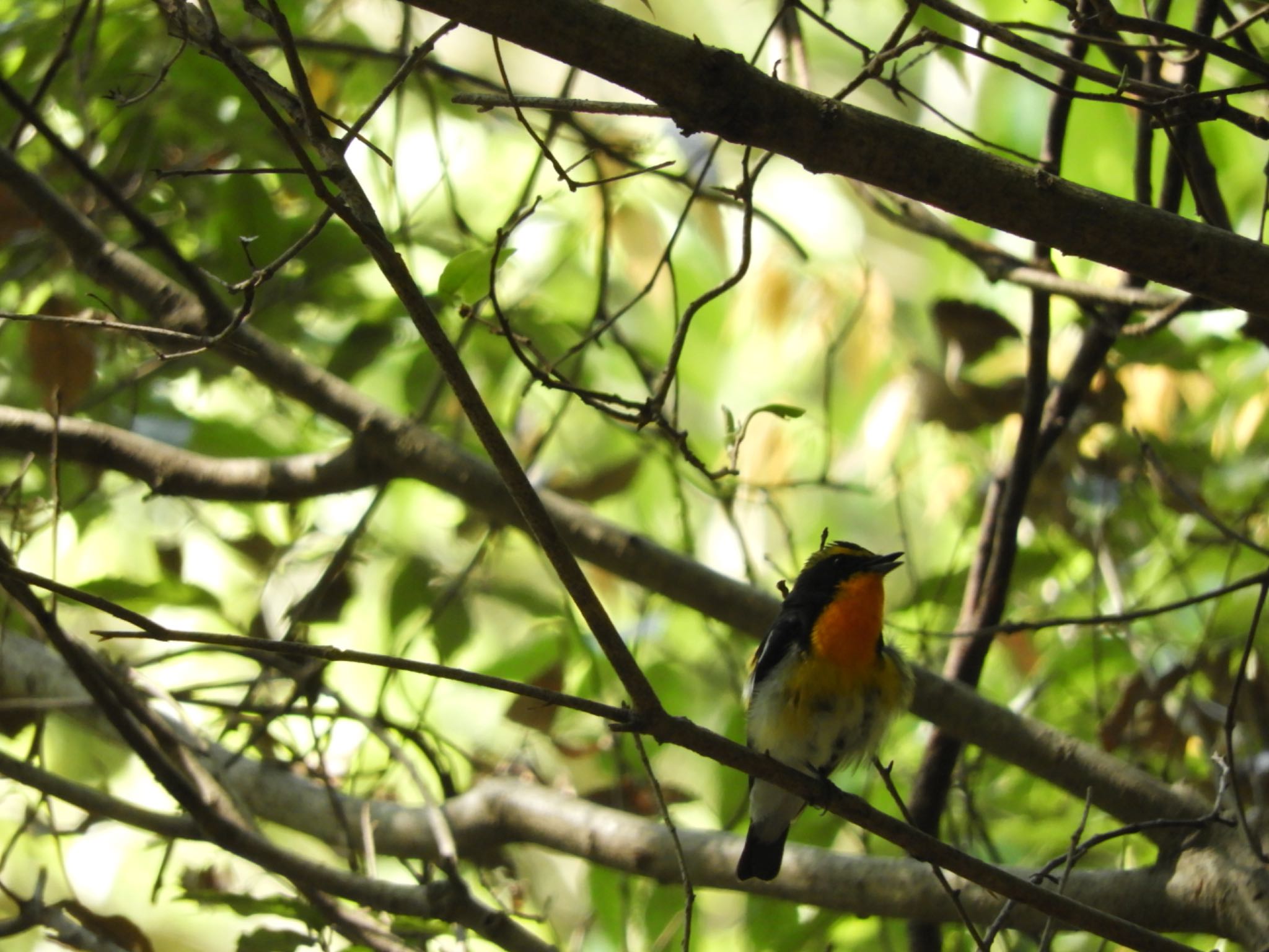 Photo of Narcissus Flycatcher at 春日山原始林 by sweets