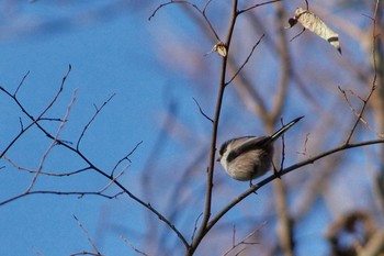 Long-tailed Tit Akigase Park Thu, 1/3/2019