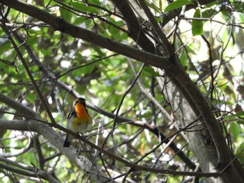 Narcissus Flycatcher 春日山原始林 Fri, 5/3/2024