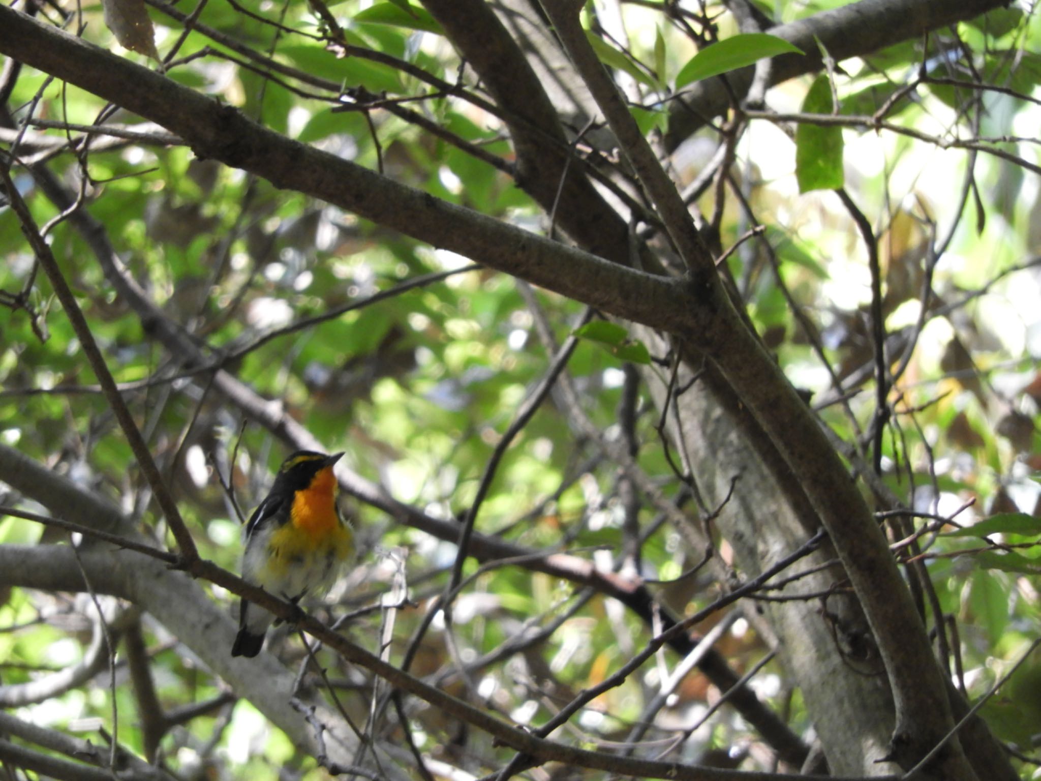 Photo of Narcissus Flycatcher at 春日山原始林 by sweets