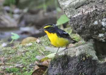 Narcissus Flycatcher 多摩地区 Fri, 5/3/2024