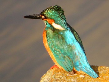 Common Kingfisher 大根川 Sun, 5/5/2024