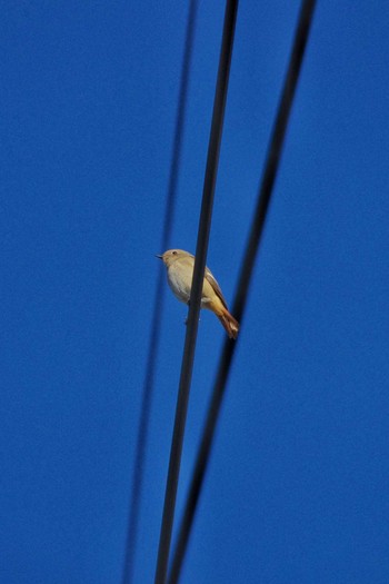 Daurian Redstart 東京都板橋区 Thu, 1/3/2019