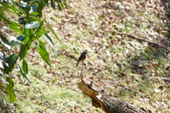 Red-flanked Bluetail Yatoyama Park Sat, 2/10/2024