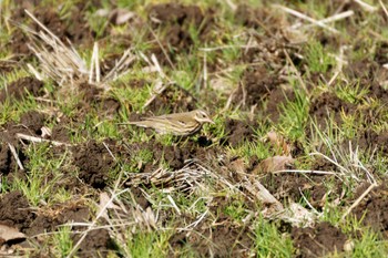 Water Pipit Yatoyama Park Sat, 2/10/2024