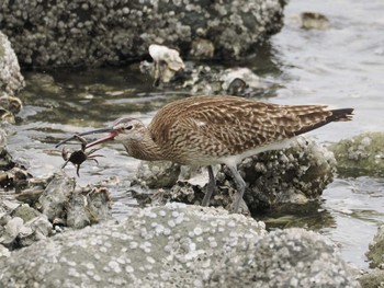 2024年5月6日(月) 東京港野鳥公園の野鳥観察記録