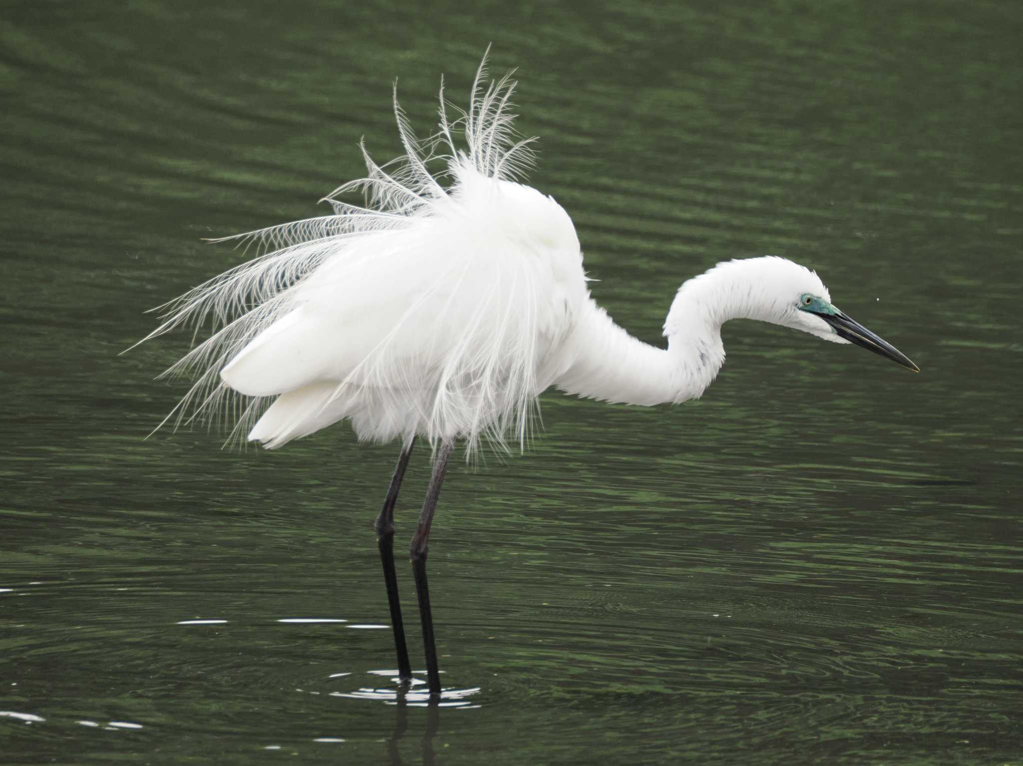 Photo of Great Egret(modesta)  at Tokyo Port Wild Bird Park by こむぎこねこ