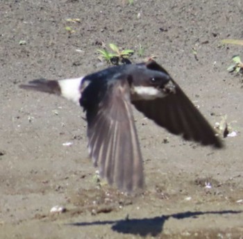 Asian House Martin 安倍川河口 Sun, 5/5/2024