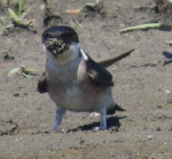 Asian House Martin 安倍川河口 Sun, 5/5/2024