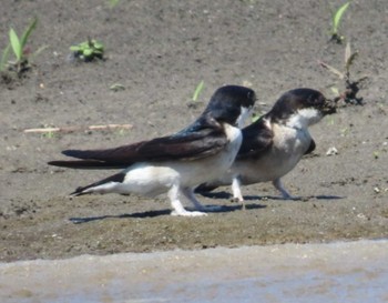 Asian House Martin 安倍川河口 Sun, 5/5/2024