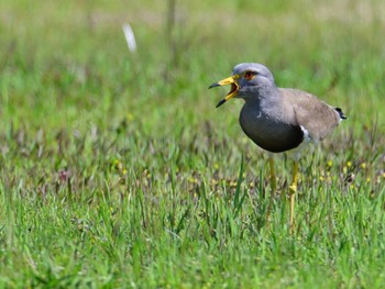 Grey-headed Lapwing 平城宮跡 Sun, 5/5/2024