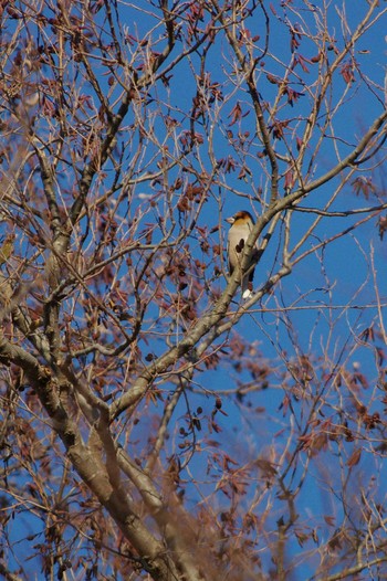 シメ 秋ヶ瀬公園 2019年1月3日(木)