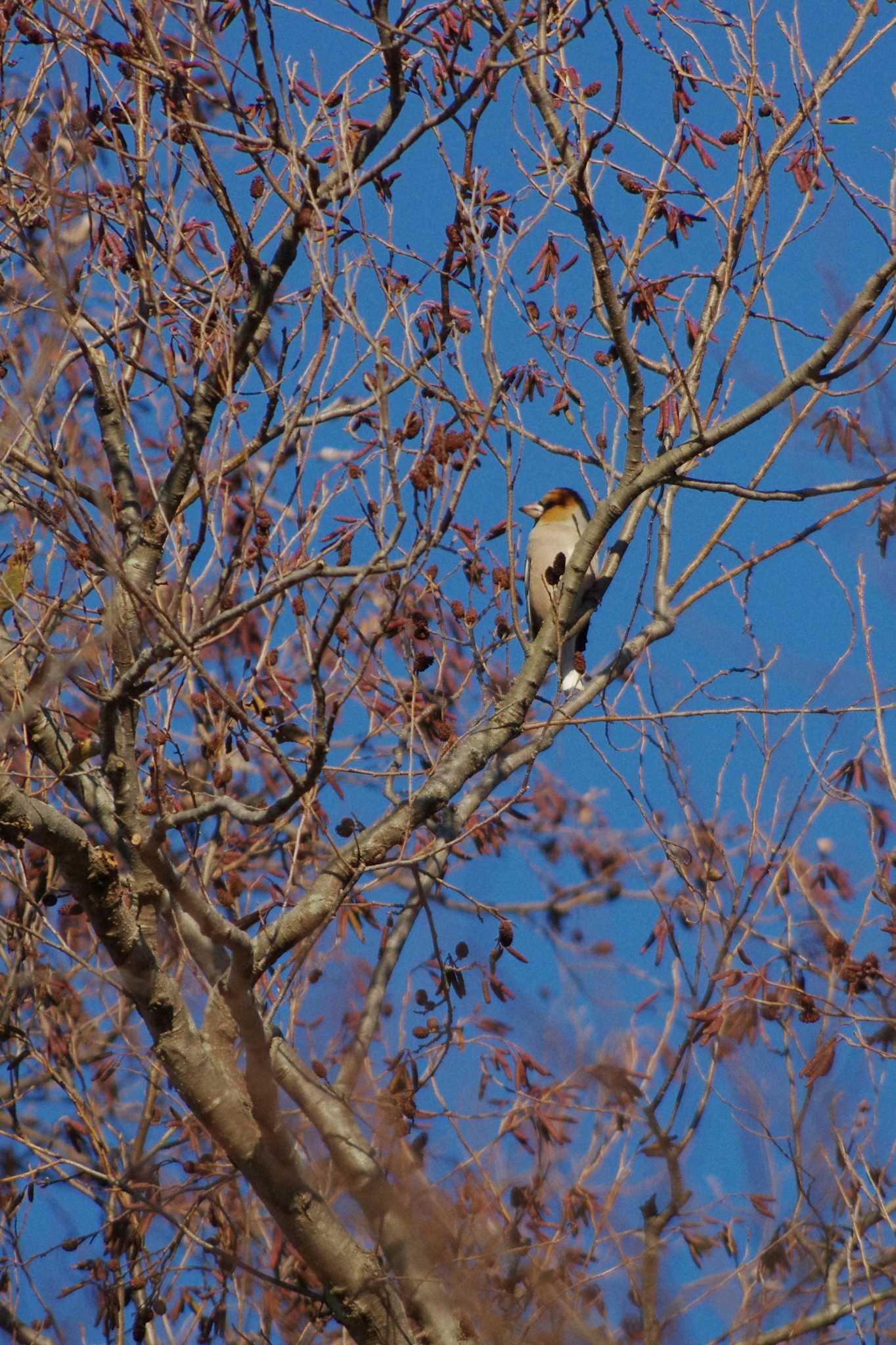 Hawfinch