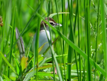 Zitting Cisticola 平城宮跡 Sun, 5/5/2024