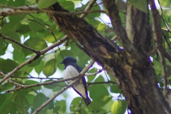 Blue-and-white Flycatcher 海上の森 Sun, 5/5/2024