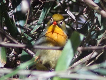 Red-billed Leiothrix 海上の森 Sun, 5/5/2024