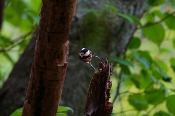 2024年5月6日(月) 檜原都民の森の野鳥観察記録