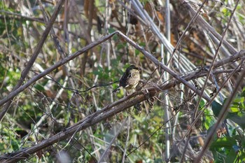 アオジ 秋ヶ瀬公園 2019年1月3日(木)