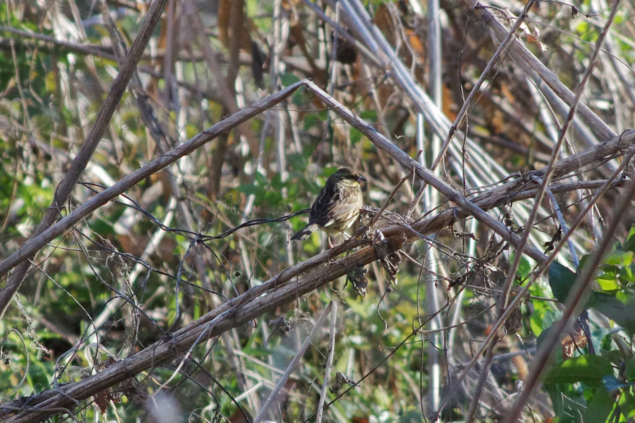 Masked Bunting