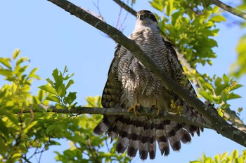 Eurasian Goshawk 浮島ヶ原自然公園 Sun, 5/5/2024