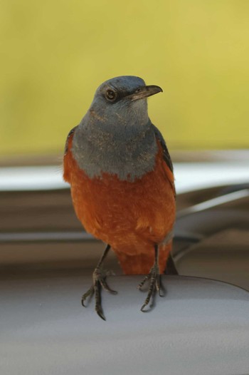 Blue Rock Thrush 愛知県 Sun, 5/5/2024