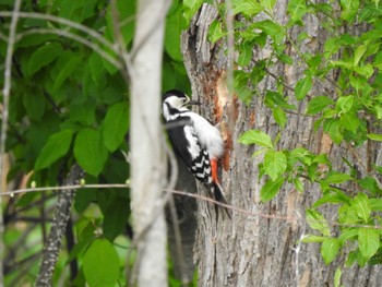 Sat, 5/4/2024 Birding report at 音更町 音和橋