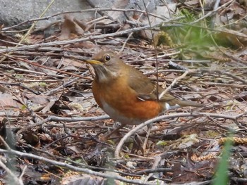 Brown-headed Thrush 豊平公園(札幌市) Sat, 5/4/2024