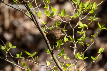 Eurasian Wren Karuizawa wild bird forest Sun, 4/28/2024