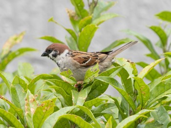 Eurasian Tree Sparrow つくば市 Mon, 5/6/2024