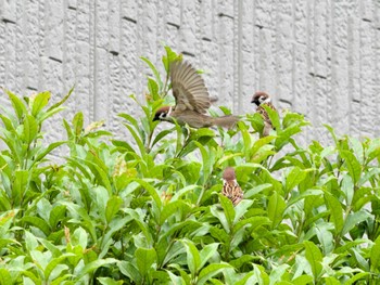 Eurasian Tree Sparrow つくば市 Mon, 5/6/2024