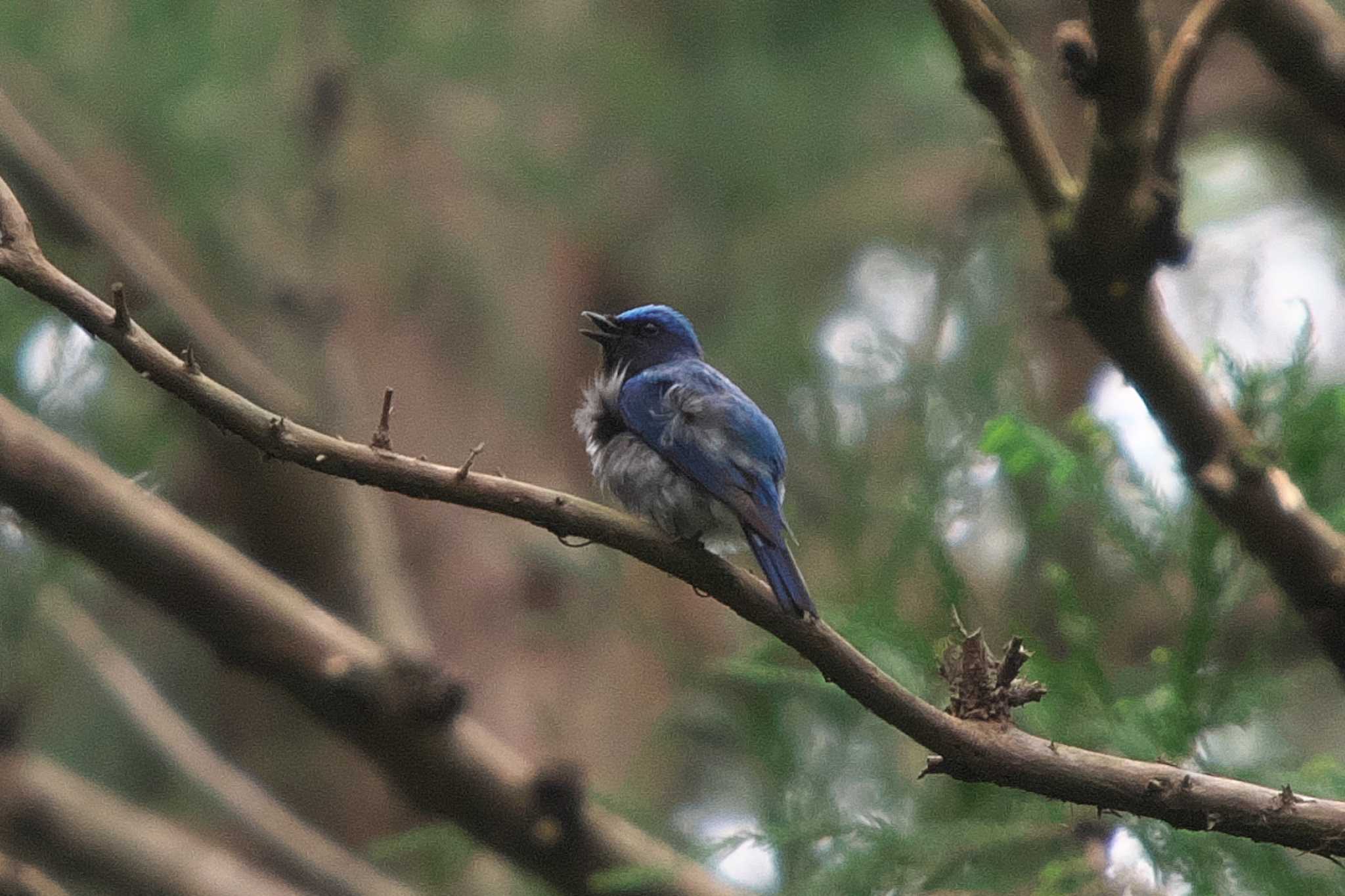 Blue-and-white Flycatcher