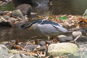 Mon, 5/6/2024 Birding report at Moritogawa